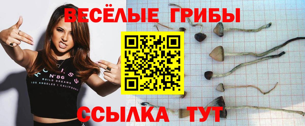 где купить наркотик  Вход с VPN  Псилоцибиновые грибы MAGIC MUSHROOMS  Ессентуки  Псилоцибиновые грибы GOLDEN TEACHER 